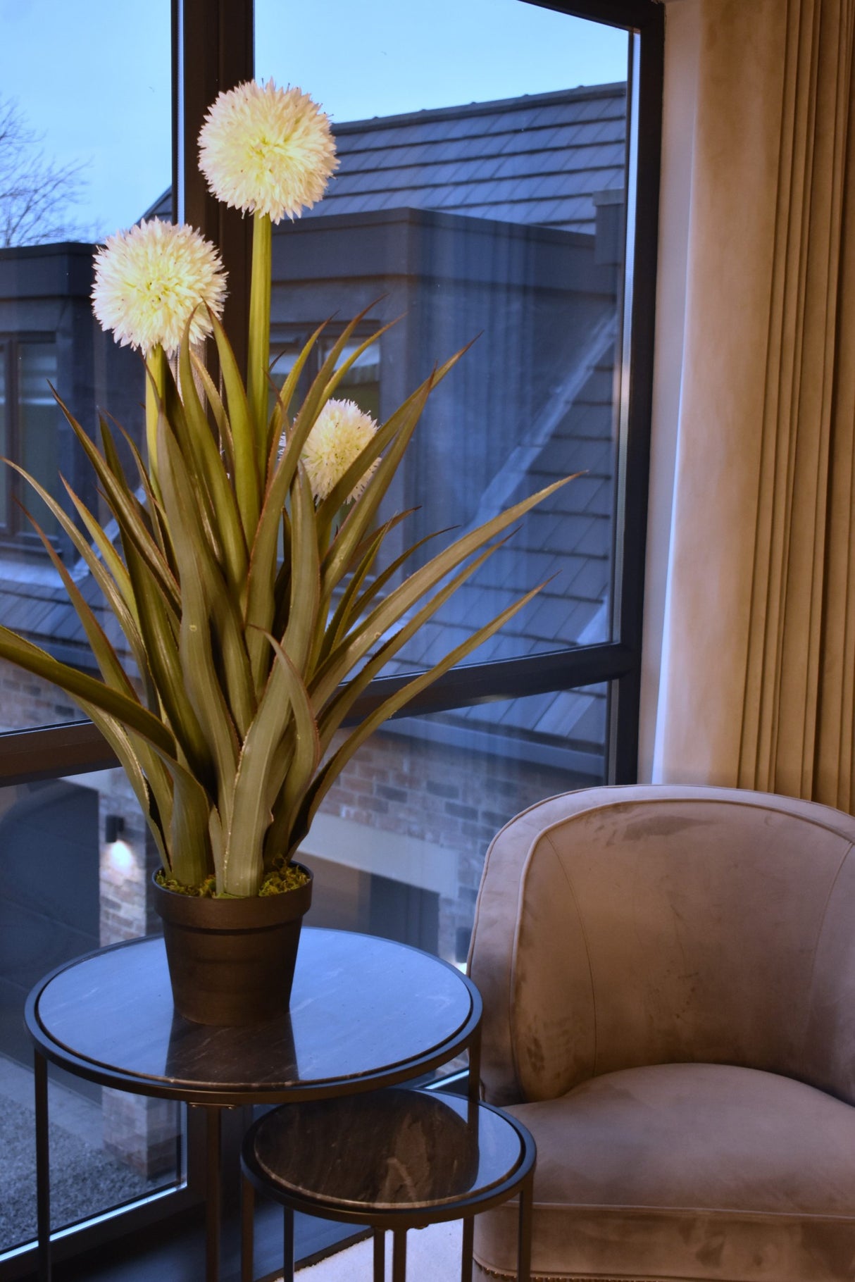 Pineapple Plant