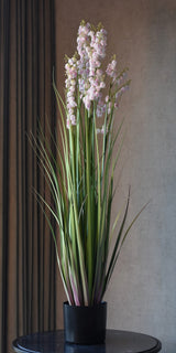 Bellflower Grass