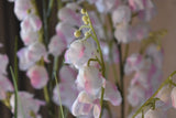 Bellflower Grass