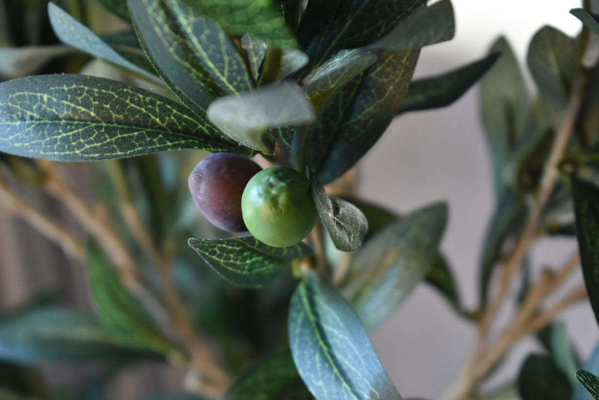 Petite Mediterranean Olive Tree 80CM