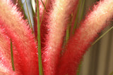 Dogtail Grass