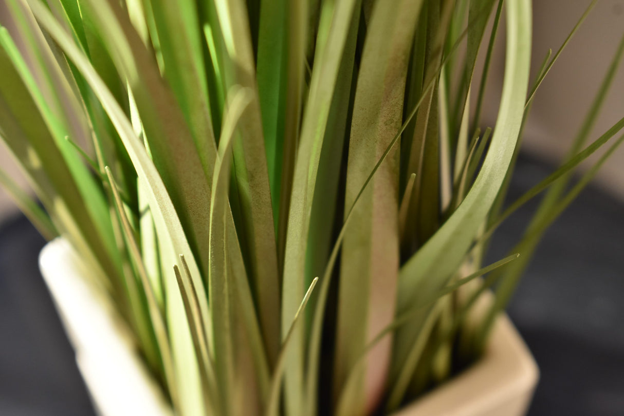Dogtail Grass
