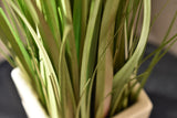 Dogtail Grass
