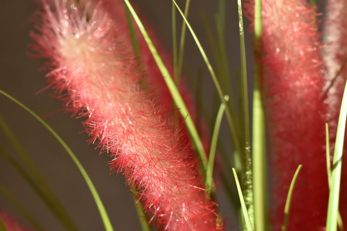 Dogtail Grass