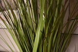Wild Grass Greenish