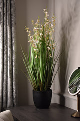 Dancing Orchid Grass