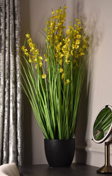 Dancing Orchid Grass