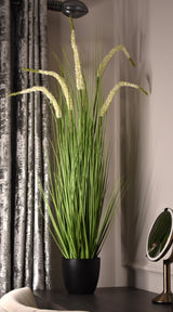 Eremurus Grass