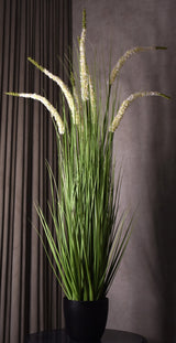 Eremurus Grass
