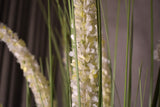 Eremurus Grass