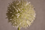 Dandelion Plant