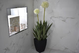 Dandelion Plant