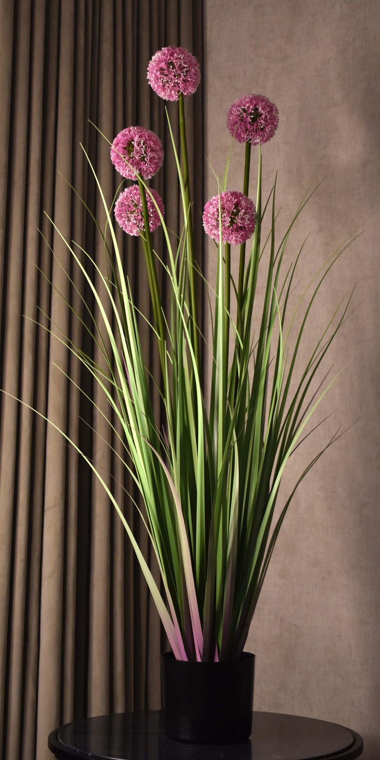 Allium Grass