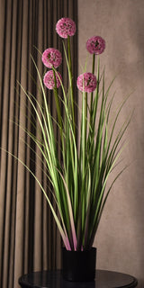 Allium Grass