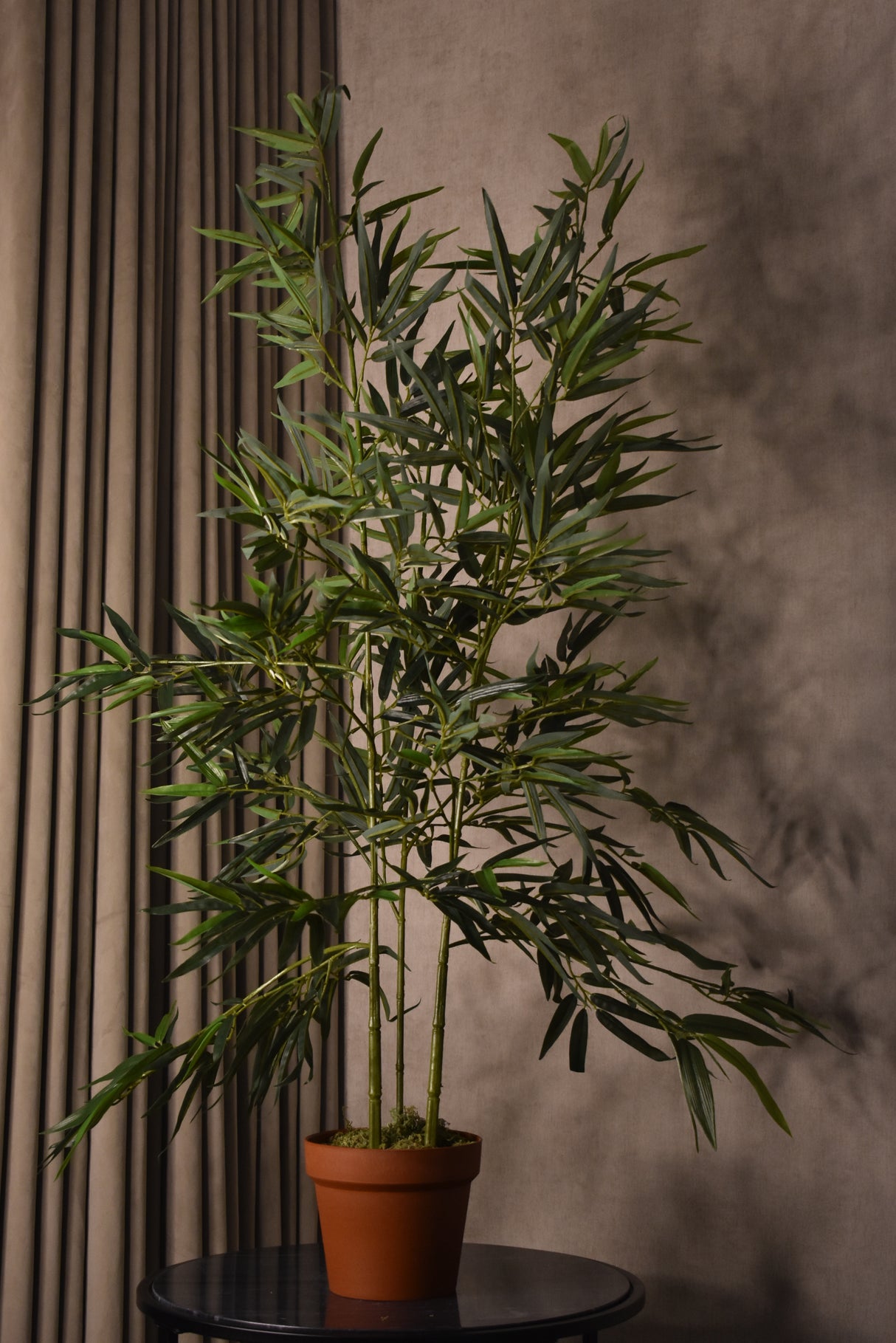 Green Stem Bamboo Plant