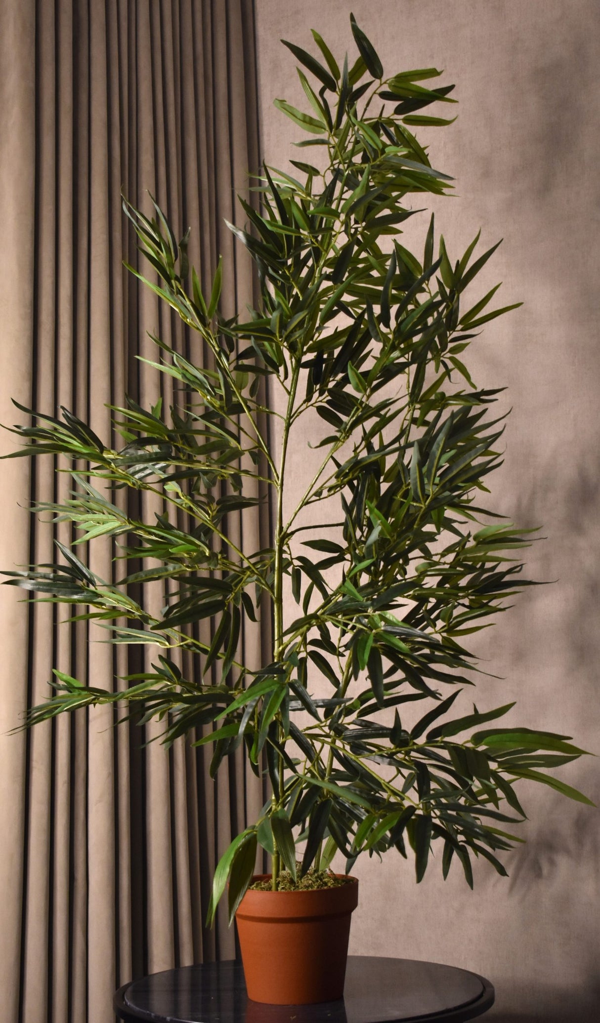 Green Stem Bamboo Plant