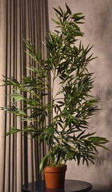 Green Stem Bamboo Plant