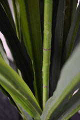 Cymbidium Orchid 140CM