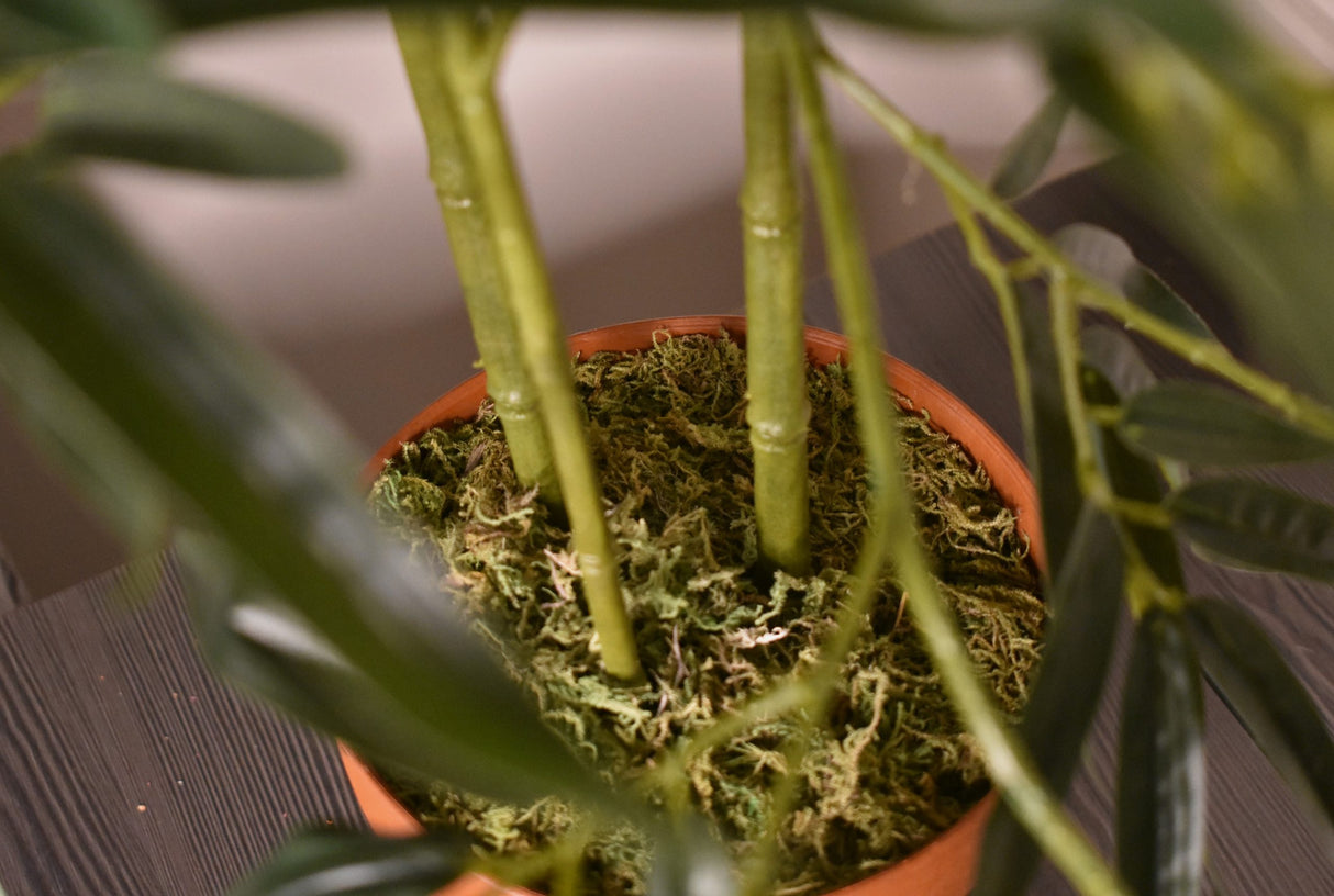 Green Stem Bamboo Plant