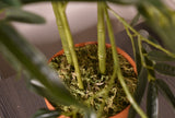 Green Stem Bamboo Plant