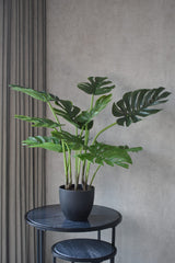 Monstera Swiss Cheese Plant