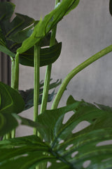 Monstera Swiss Cheese Plant