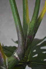 Monstera Swiss Cheese Plant