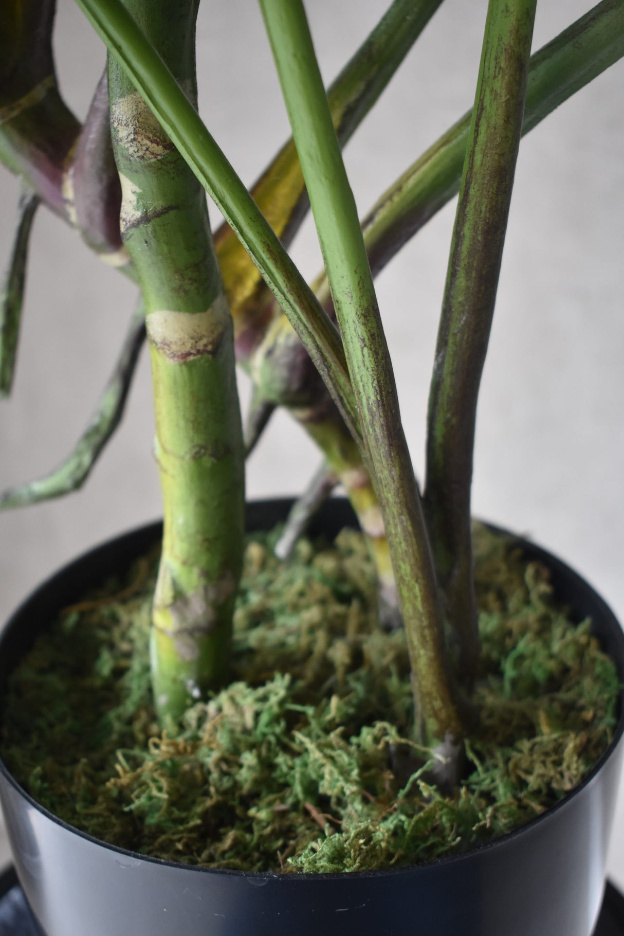 Monstera Swiss Cheese Plant