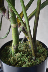 Monstera Swiss Cheese Plant
