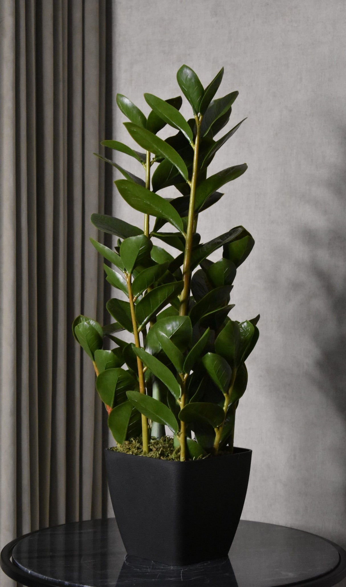 Fiscus Plant 75CM