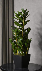Fiscus Plant 75CM