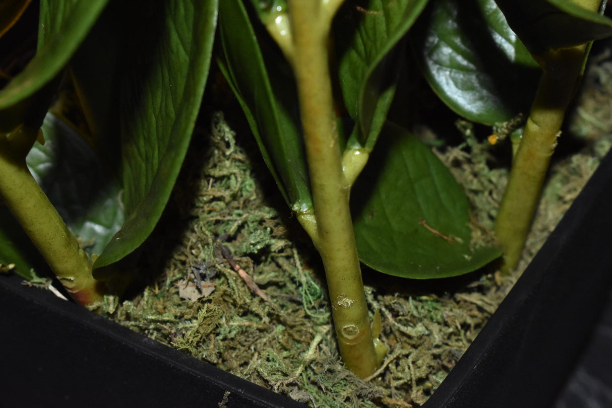 Fiscus Plant 75CM