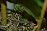 Fiscus Plant 75CM