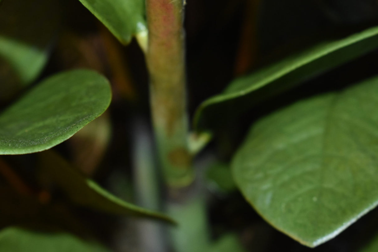 Fiscus Plant 75CM