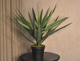 Yucca