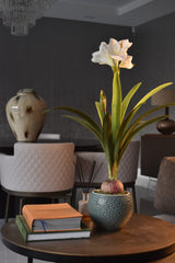 White Amaryllis Plant 80 CM