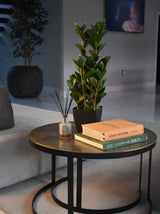 Fiscus Plant 75CM