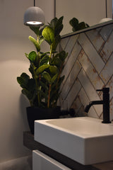 Fiscus Plant 75CM
