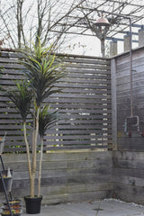 Yucca