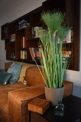 Cycas Grass