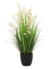 Dancing Orchid Grass