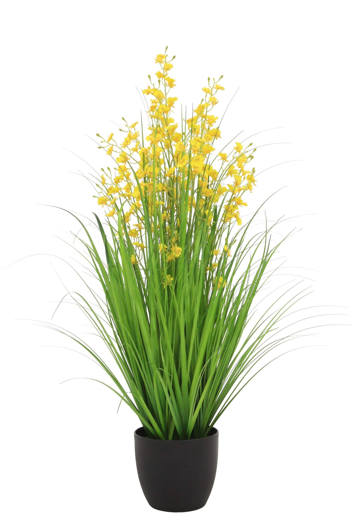 Dancing Orchid Grass