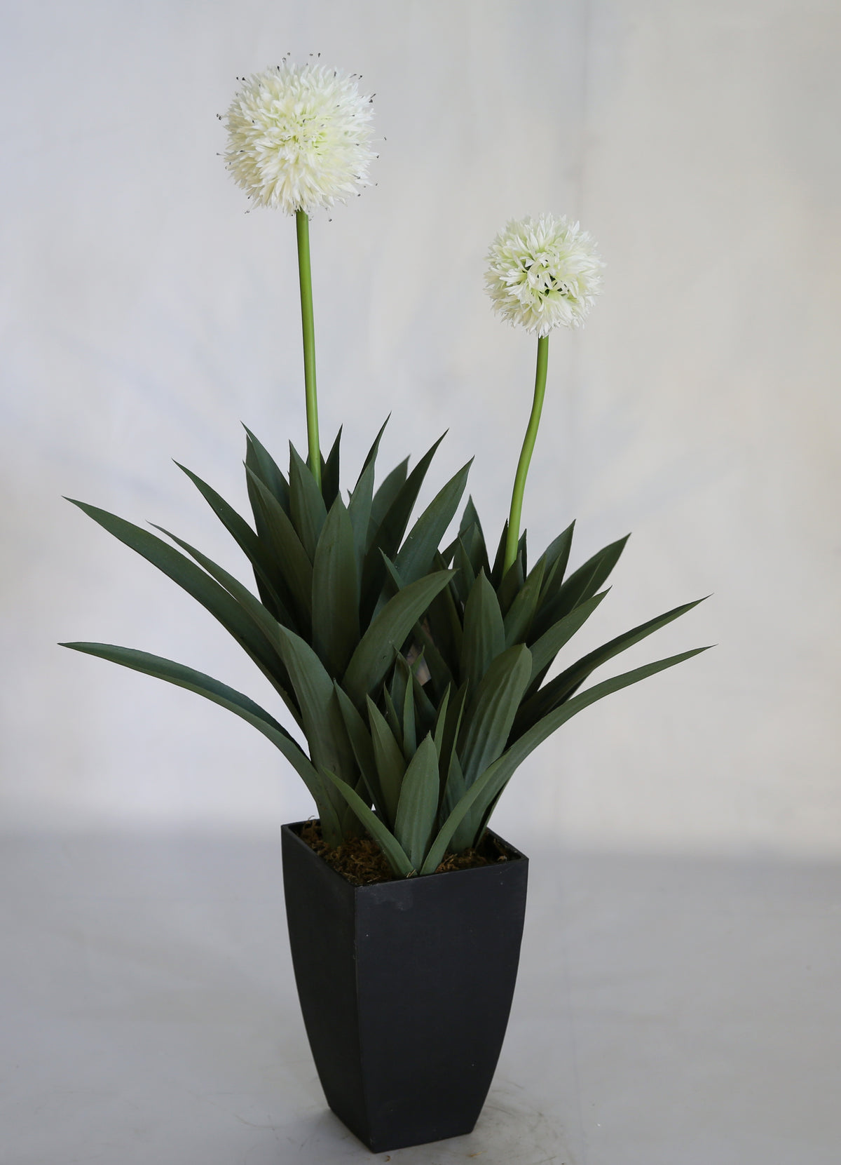 Double Head Dandelion  86cm