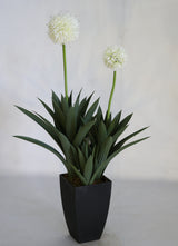 Double Head Dandelion  86cm