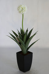 Dandelion Plant