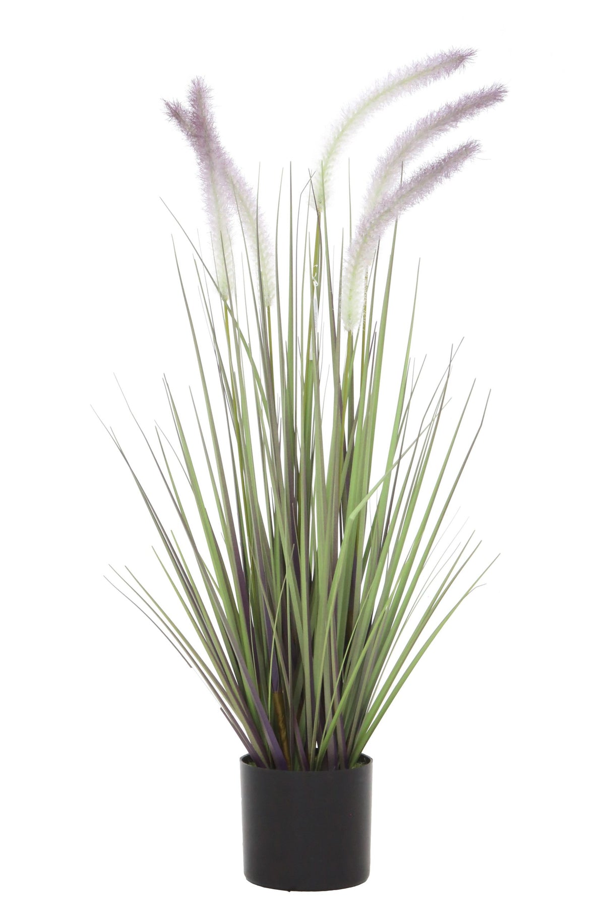 Dogtail Grass