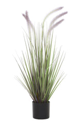 Dogtail Grass