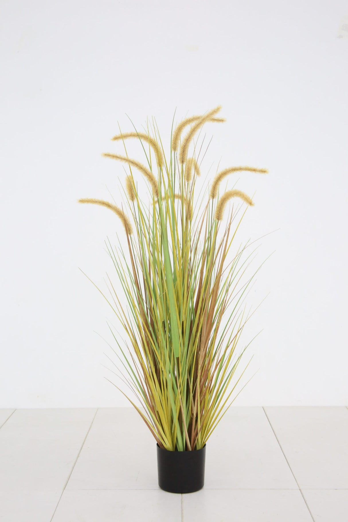 Dogtail Grass