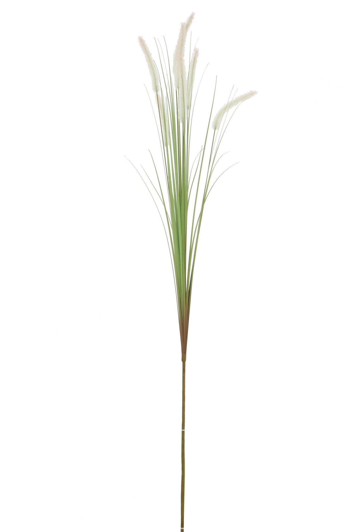 Dogtail Grass