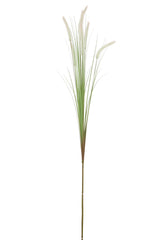 Dogtail Grass